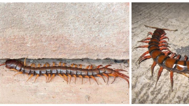 Ciempiés invaden casas de Nuevo Laredo; esto debes hacer si ves uno