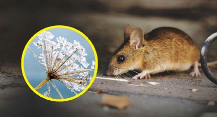 El invierno se aproxima y las ratas buscarán entrar a las casas