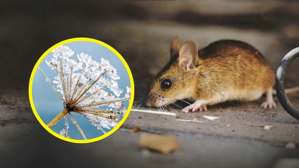 Los ratones y ratas buscarán hogar dentro de nuestra casa