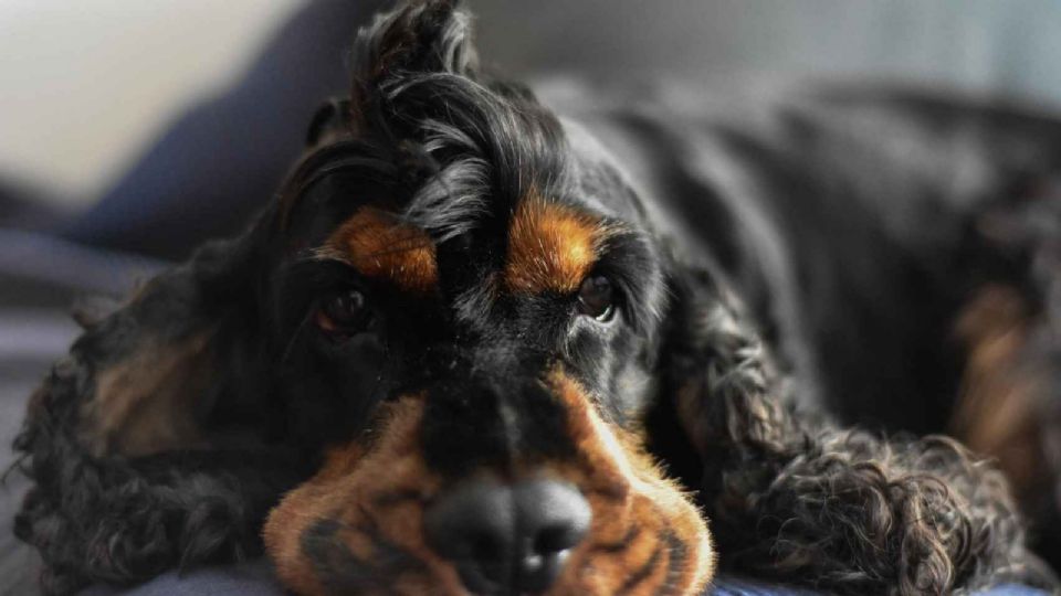 Poncho, perro policía de Madrid