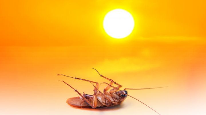 Así afectan la canícula y las altas temperaturas de verano a las cucarachas