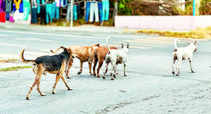 Abandonan a 25 mil perros en las calles de Nuevo Laredo