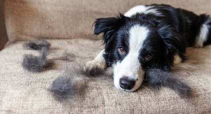 ¿Tu perro suelta mucho pelo?; esto podría pasarte