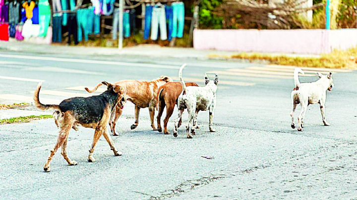 Abandonan a 25 mil perros en las calles de Nuevo Laredo