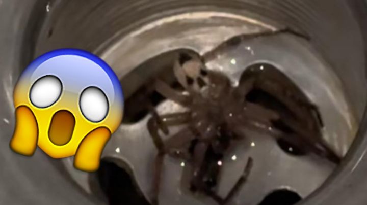 Encuentra araña con calavera en su casa y usuarios le advierten de mal augurio | VIDEO
