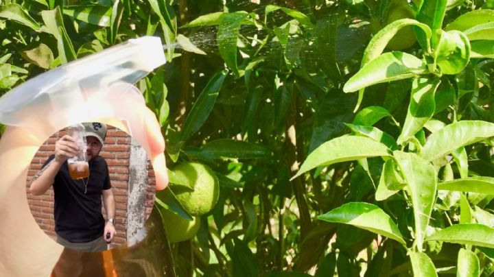 Así puedes hacer un repelente para arañas, grillos y cucarachas | VIDEO