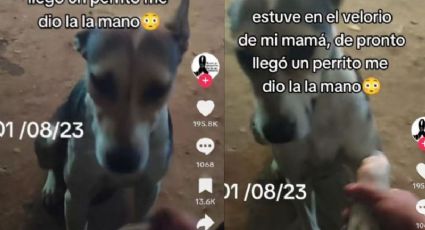 Lomito callejero se acerca a dar el pésame a hombre que velaba a su madre | VIDEO