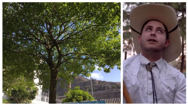 Árboles de sombra; estos son los mejores para mitigar el calor