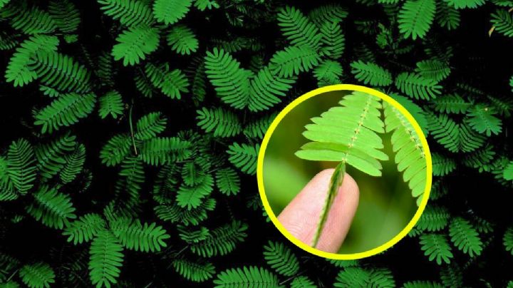 ‘Mimosa sensitiva’, la planta que se mueve cuando la tocas | VIDEO