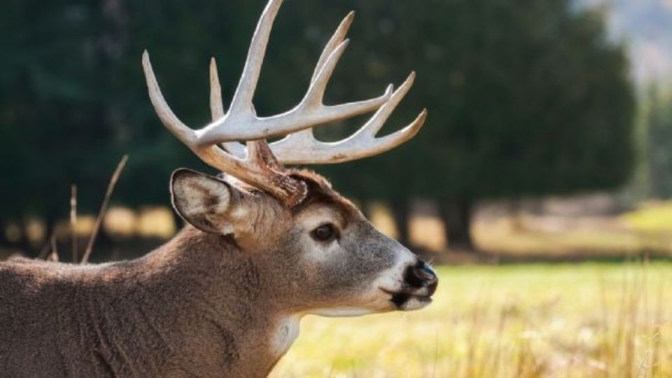 Venado