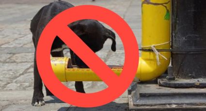 Por estas razones no debes colocar dispensadores de croquetas a los perros callejeros