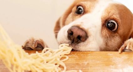 ¿Cuántas veces al día se le debe dar de comer a un perro adulto?