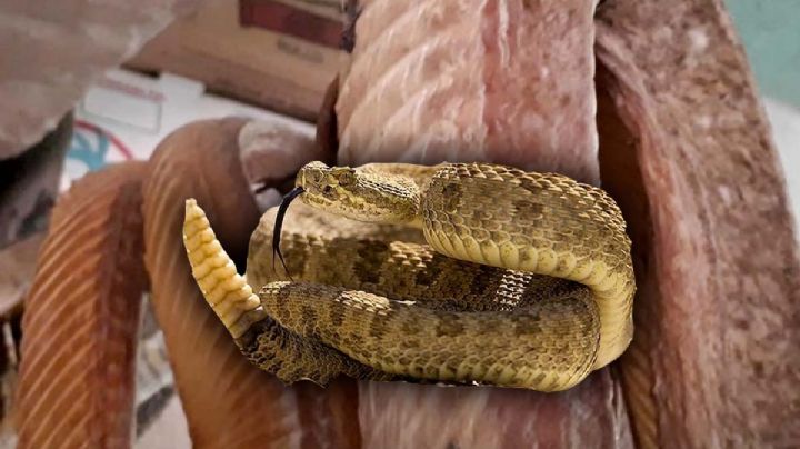 Carne de víbora de cascabel, ¿tiene beneficios o para qué sirve?