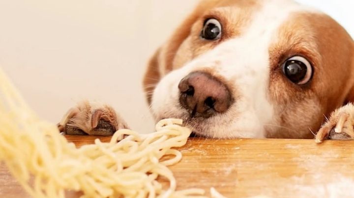¿Cuántas veces al día se le debe dar de comer a un perro adulto?