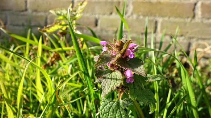 La mejor receta casera para revivir las plantas con hojas secas y amarillas