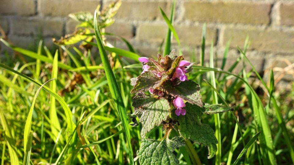 Conoce la mejor receta para revivir plantas secas