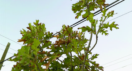 El ‘calorón’, mortal quema 100 árboles; es el verano más intenso de la historia