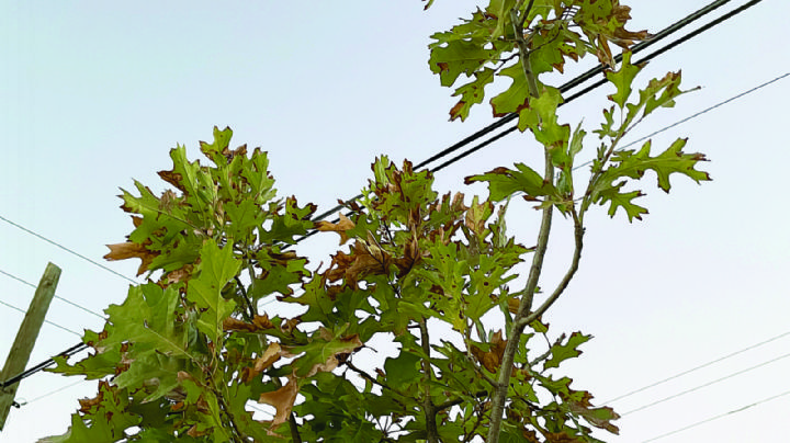 El ‘calorón’, mortal quema 100 árboles; es el verano más intenso de la historia