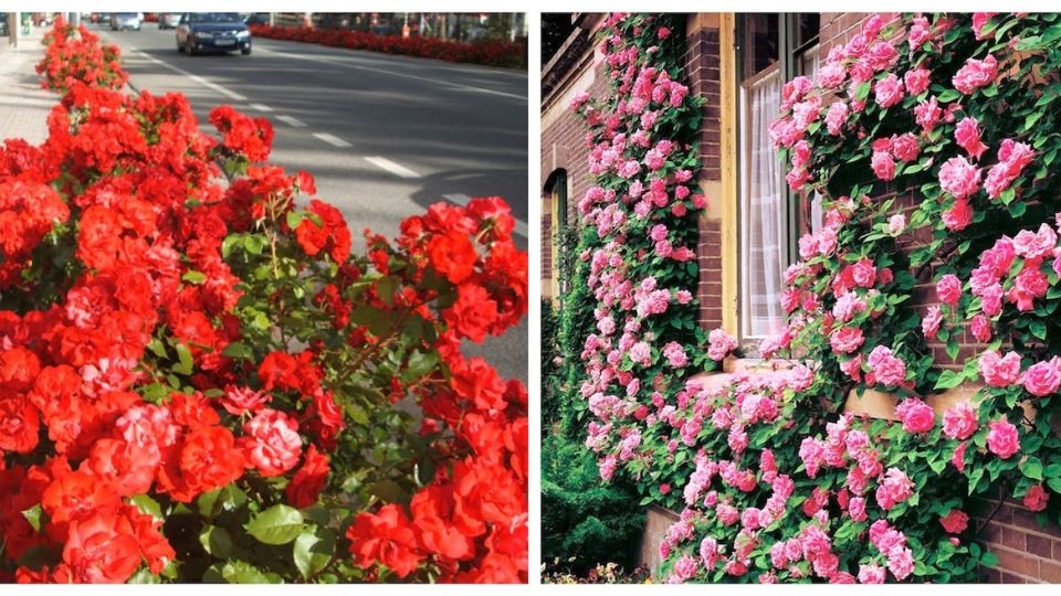 Los rosales son de las flores más bellas en los jardines y entre más flores, mejor.