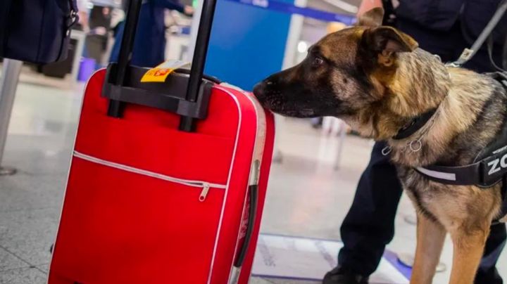 Cae con 102.4 libras de marihuana, gracias a agente canino; no es su primer cruce, afirma