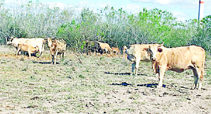 Abandona a los ganaderos San Isidro; se secan presas