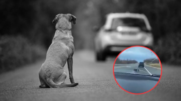 Abandonan a perro y a los pocos segundos encuentra nueva familia | VIDEO