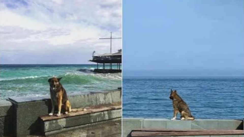 El can jamás se dio por vencido, quedándose en el mismo lugar hasta volver a ver a su mejor amigo