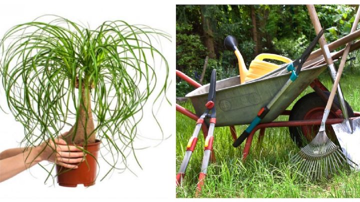 Si tienes esta planta podrás recibir una multa de hasta 200 mil pesos