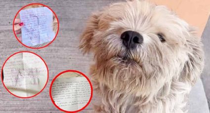 Perrito tiene triple vida: tiene 3 casas, 3 dueños y 3 nombres | FOTOS