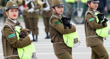 Cachorros y agentes caninos se roban las miradas en desfile militar de independencia | VIDEO