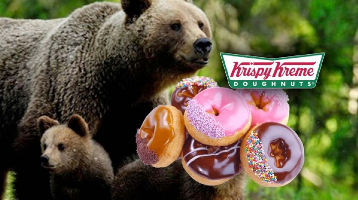 Osos saquean camioneta de donas Krispy Kreme | VIDEO