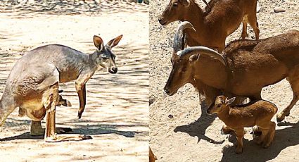 Nuevo Laredo: nace canguro, bisonte y borregos berberiscos en Zoológico