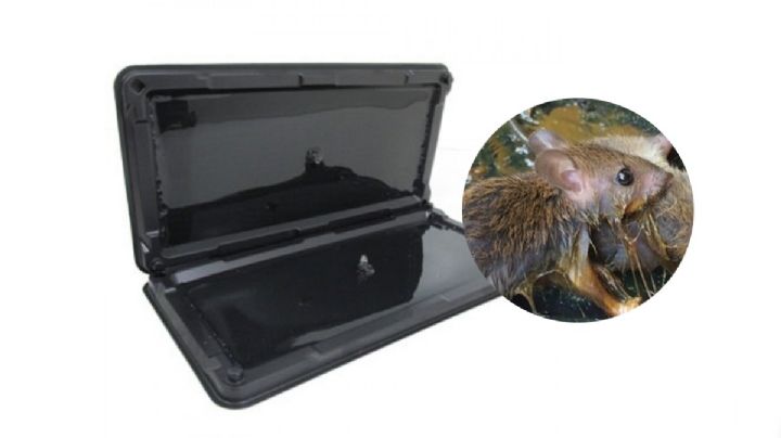 Por esta razón, nunca deberías usar trampas de pegamento para ratones