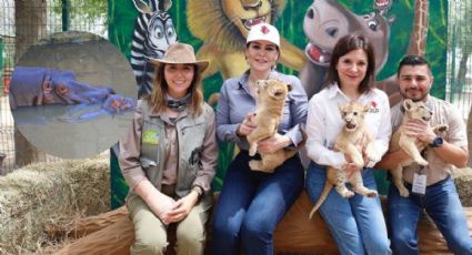 Zoológico de Nuevo Laredo: nacen cría de hipopótamo y dos leones