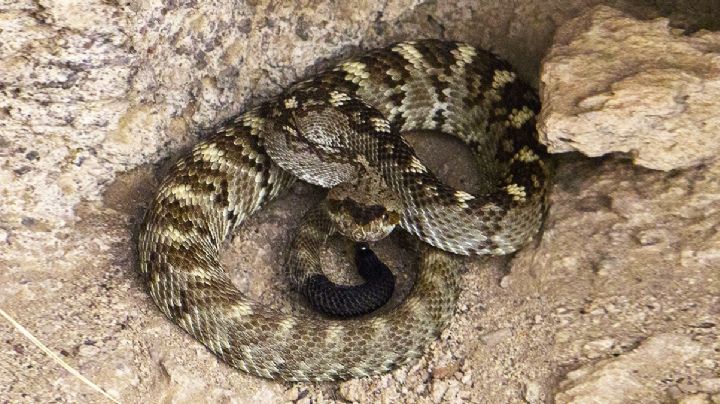 Avistan cerca de San Antonio peligrosa cascabel cola negra; no habían hallado una desde 1953