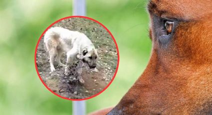 Conmovedor momento en el que un hombre libera a un perro atado en medio de la nada | VIDEO