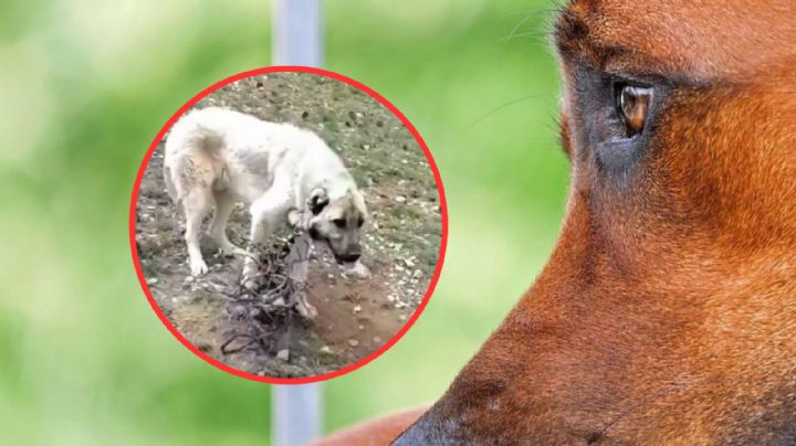 Conmovedor momento en el que un hombre libera a un perro atado en medio de la nada | VIDEO