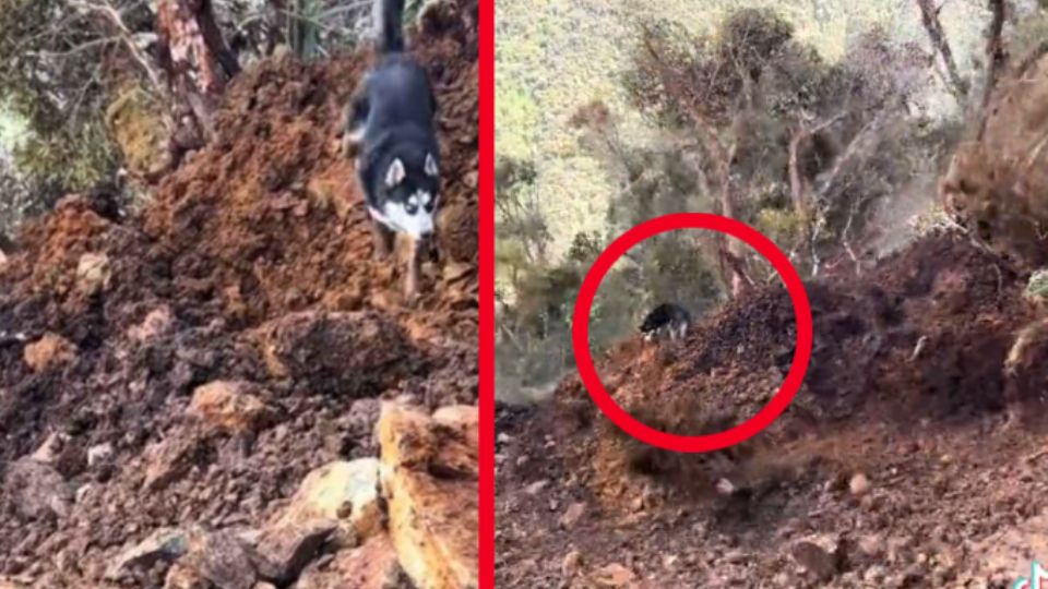 El can estaba divertido en el lugar, hasta que un desastre natural lo tomó por sorpresa al igual que su dueño