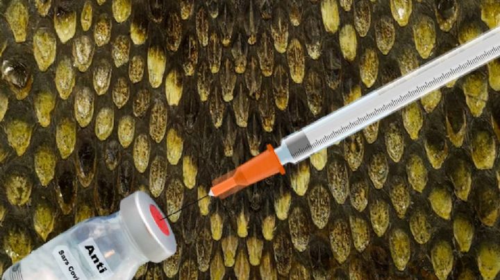 Ante la mordida de esta víbora, no existe un antídoto que pueda salvarte