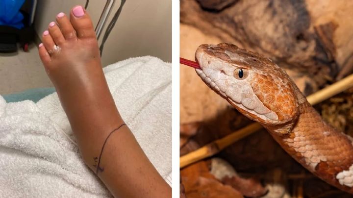 Estas víboras de Texas son más peligrosas que una serpiente de cascabel