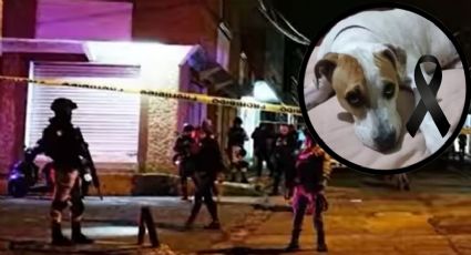 Perrito es asesinado al defender a su dueño de un asalto | FOTO