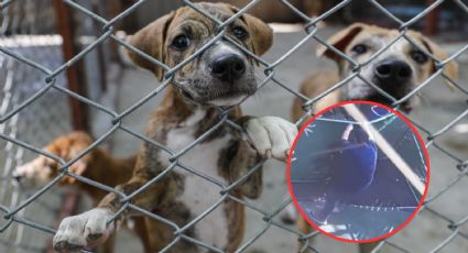 Empleado de estancia canina ahorca y patea a perrito sin piedad | VIDEO