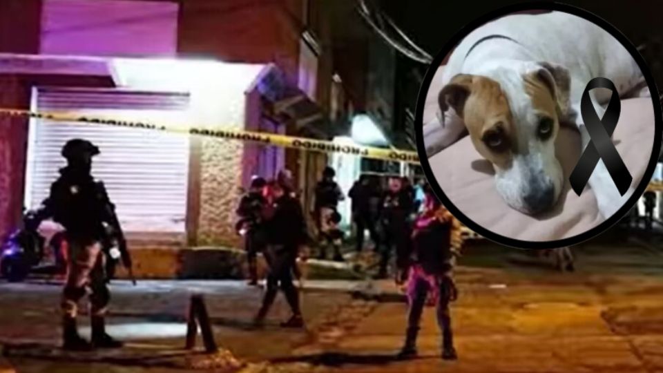 El perrito héroe se sacrificó por su mejor amigo, disuadiendo a los asaltantes de su acto criminal