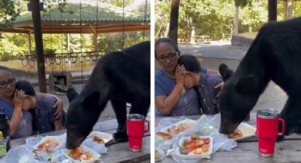 Oso paraliza y asusta a familia: se come sus tacos y enchiladas en Chipinque | VIDEO