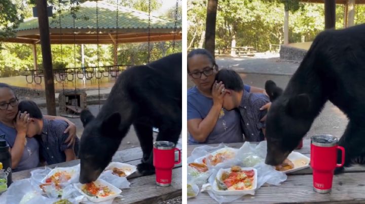 Oso paraliza y asusta a familia: se come sus tacos y enchiladas en Chipinque | VIDEO