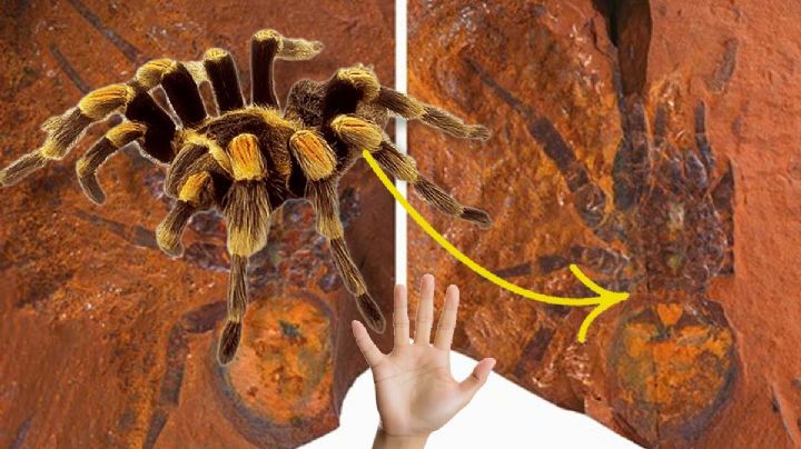 Encuentran fósil de araña gigante, era cinco veces más grande