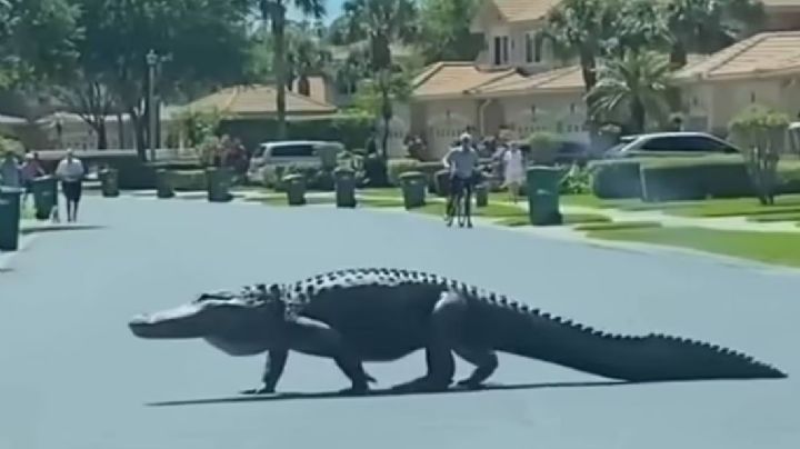 Enorme caimán de casi cuatro metros devora a una mujer en Florida | VIDEO