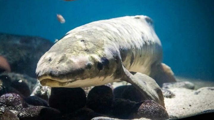 Matusalén, un pez 'fosil viviente' al que le gusta que le acaricien la panza