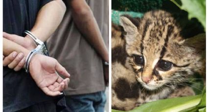 Pareja vendía animales exóticos en tienda deportiva; los arrestan