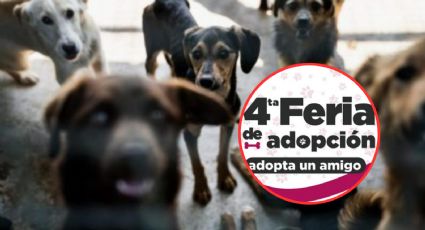 Feria de Adopción de mascotas en Nuevo Laredo; conoce requisitos, horarios y fecha